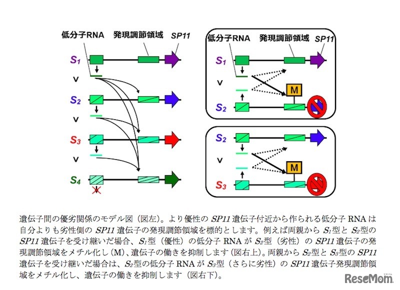 遺伝子間の優劣関係のモデル図など