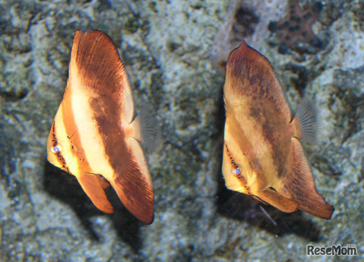 干支展では「海の小鳥展」を開催