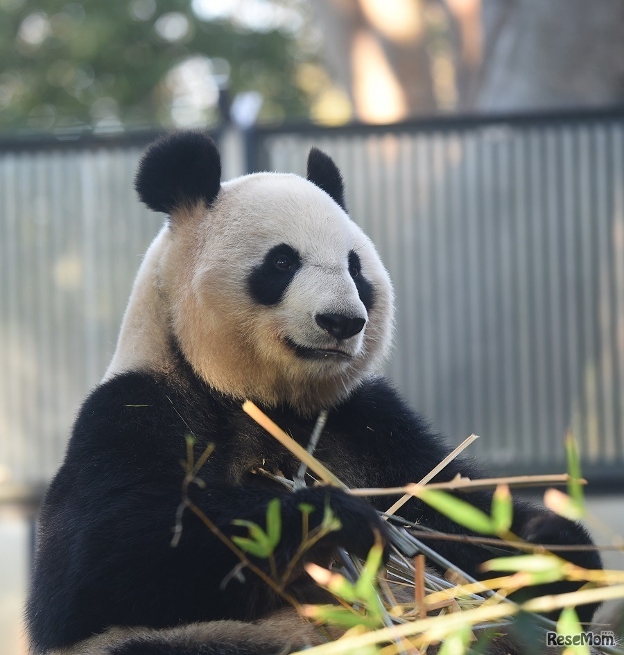 シンシン（メス）　画像：公益財団法人 東京動物園協会 提供