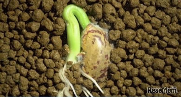 「玉井式 国語的理科教室」教材イメージ画像