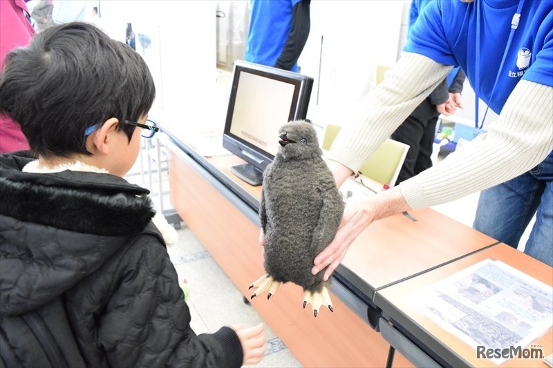 南極にいる生き物の紹介ブースにあったペンギンの雛の模型
