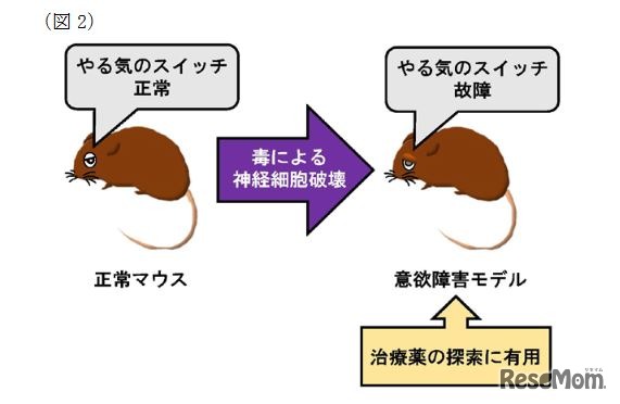 意欲障害のモデル動物を用いた治療薬の探索イメージ