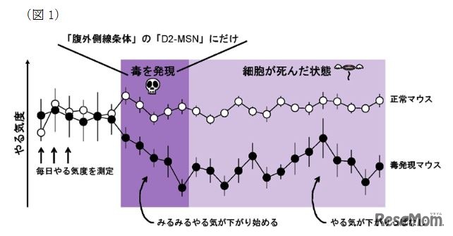 正常マウスと毒発現マウスのやる気度比較