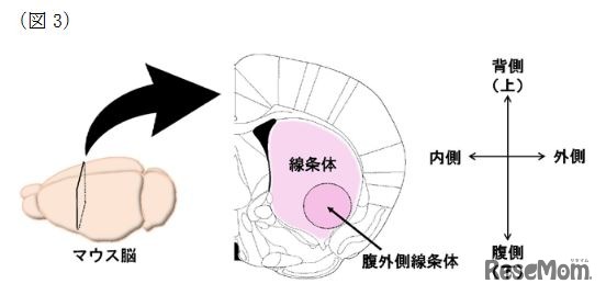 マウス脳の線条体
