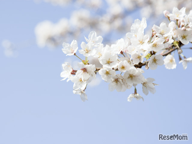 画像はイメージです