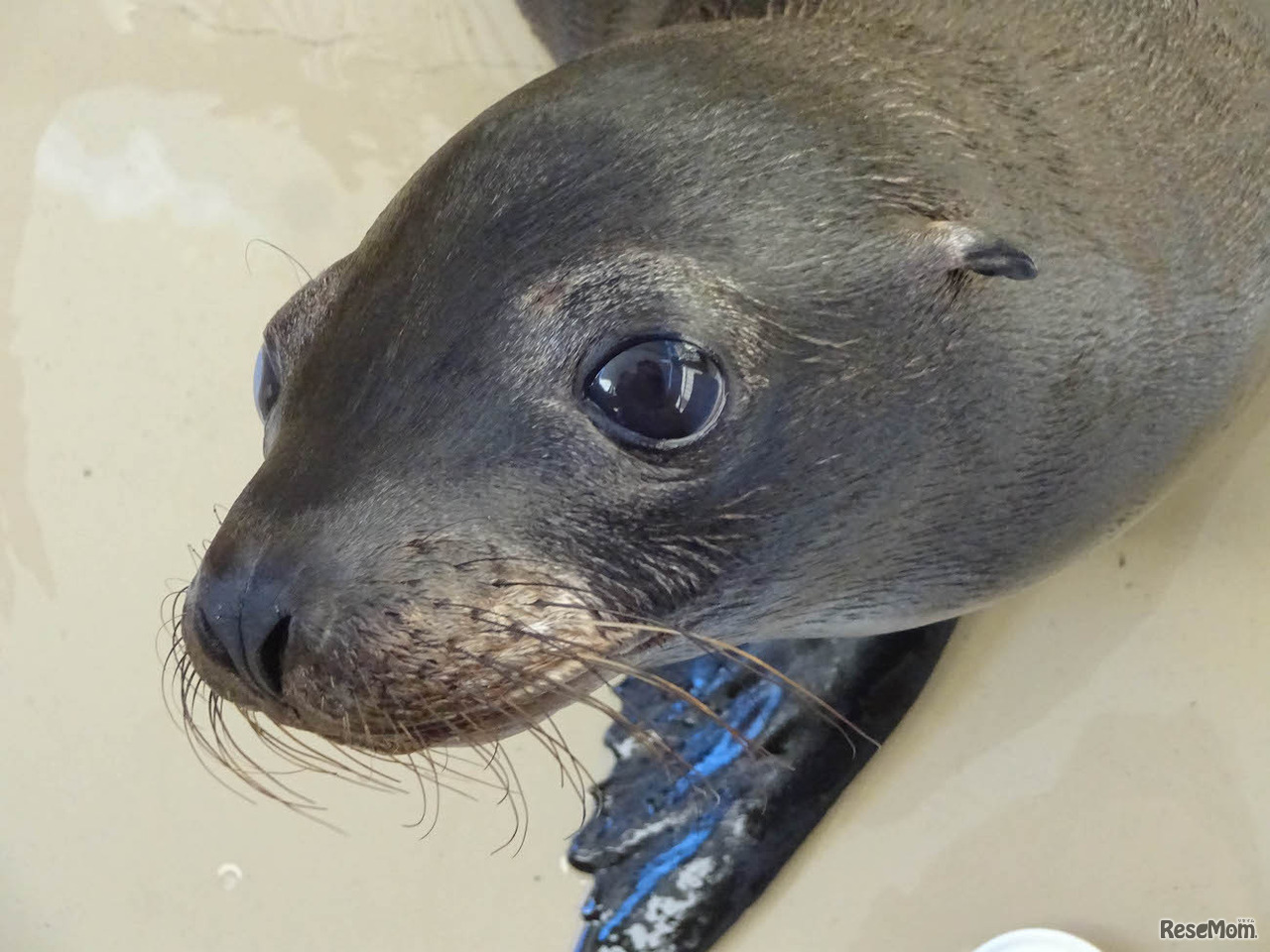 2016年8月4日生まれのオスの赤ちゃんアシカ（画像提供：アクアワールド茨城県大洗水族館）
