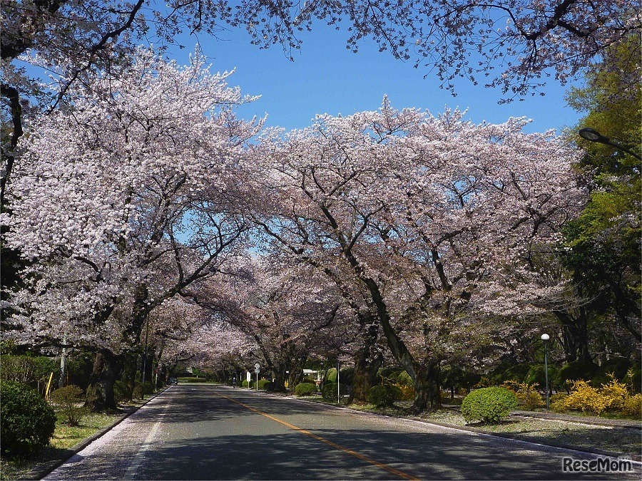 国際基督教大学