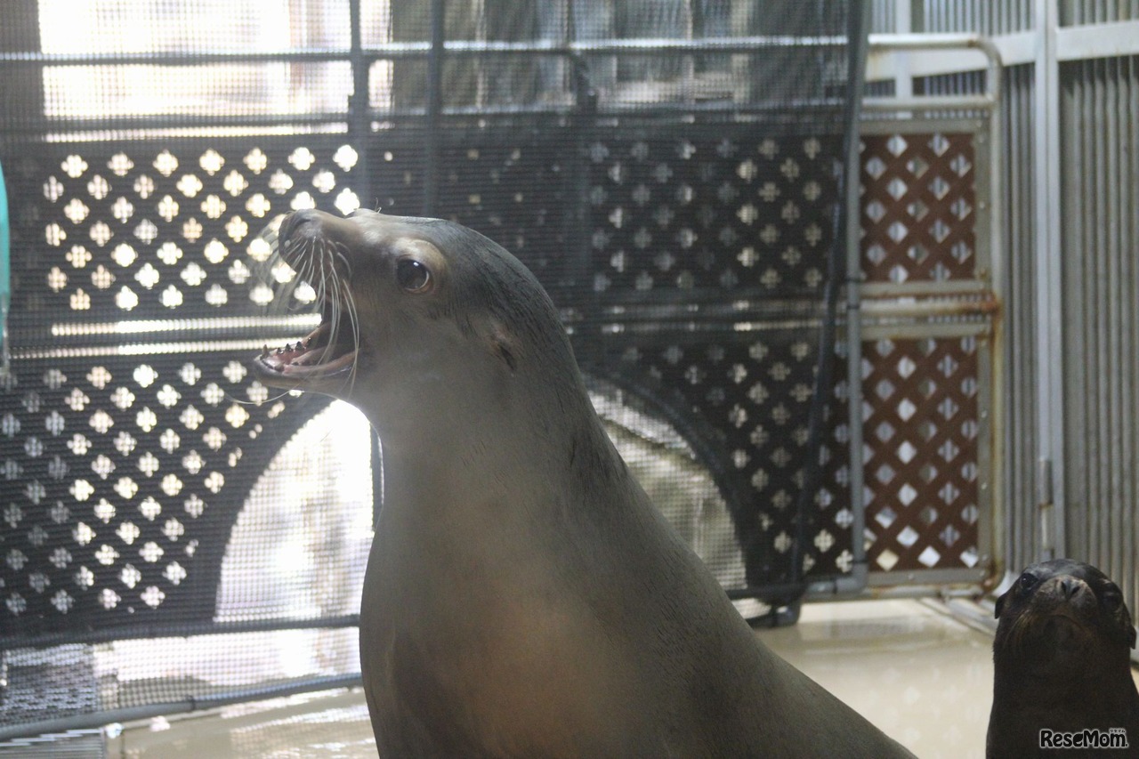 アシカの赤ちゃんの母親　プリン　（画像提供：アクアワールド茨城県大洗水族館）