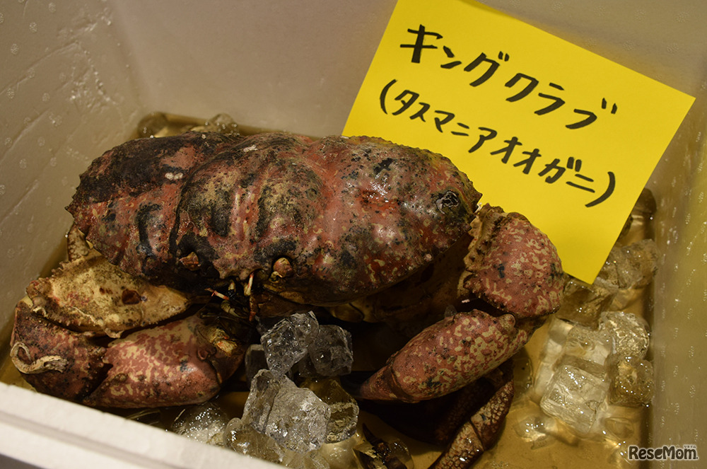 「第5回さいえんす寿司BAR」キングクラブ