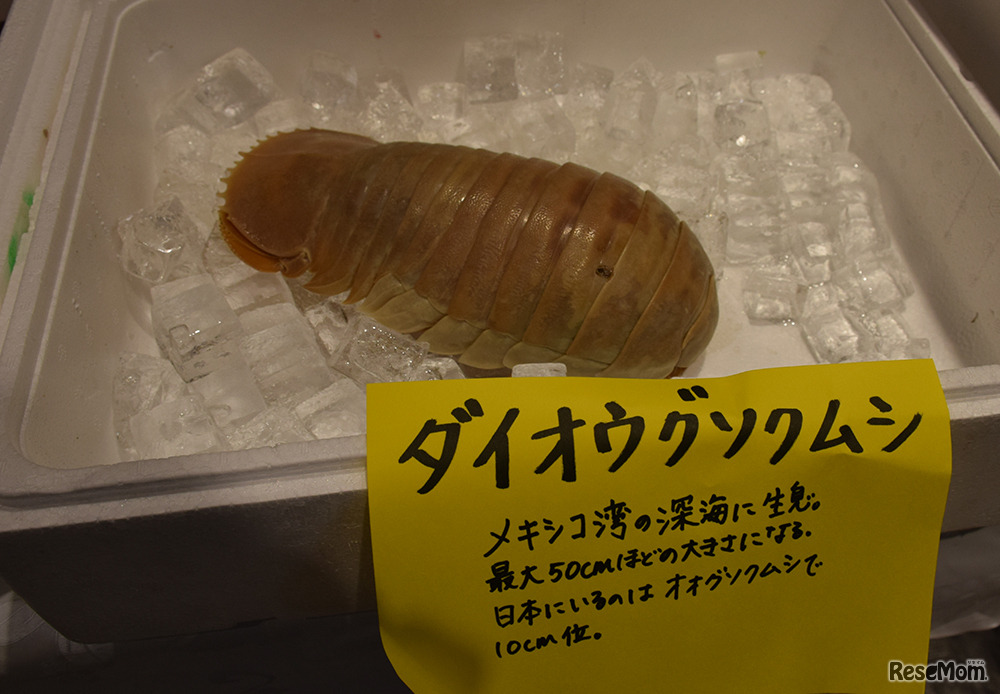 「第5回さいえんす寿司BAR」ダイオウグソクムシ