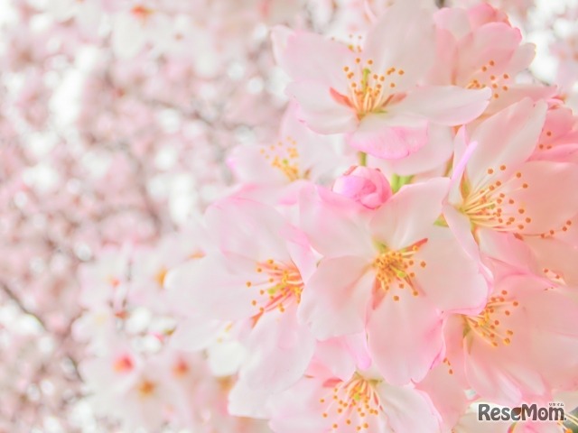 画像はイメージです