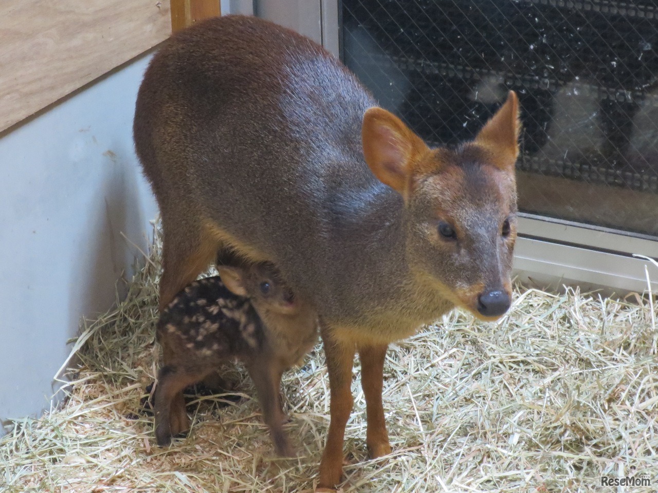 赤ちゃんと母親ピナ（2017年2月9日撮影）