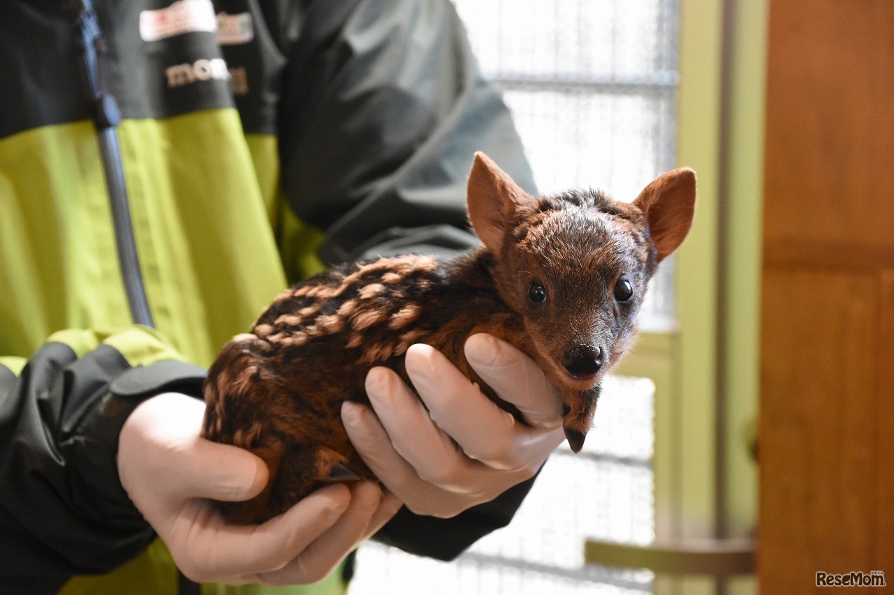 生後2日目の赤ちゃんのようす（2017年2月10日撮影）