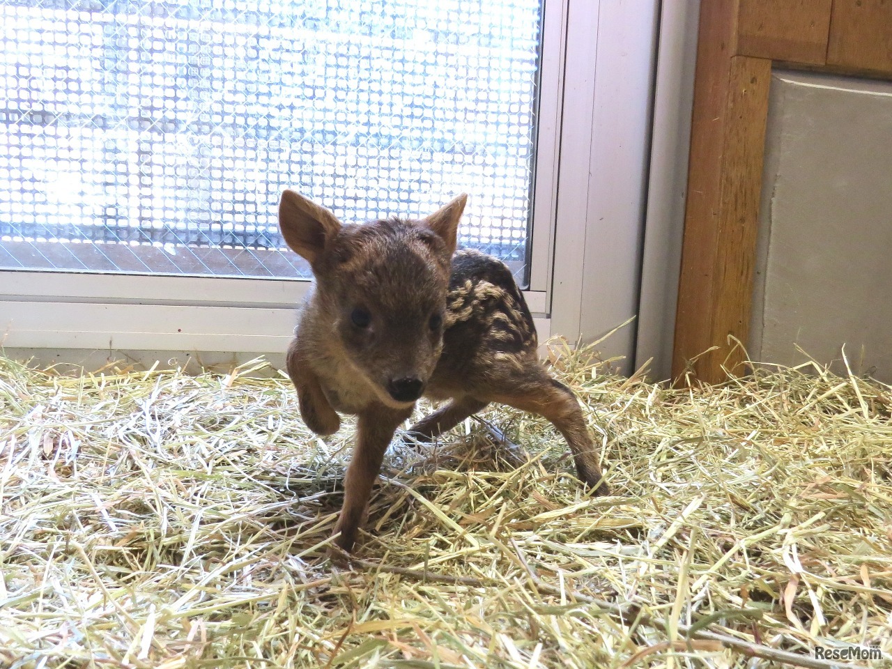 赤ちゃん（2017年2月13日撮影）