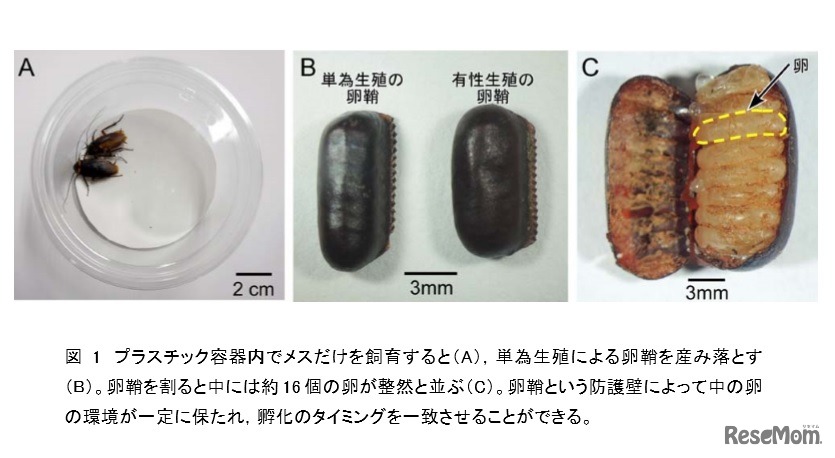 お互いが十分に接触できる小さめのプラスチック容器にゴキブリを入れて調査