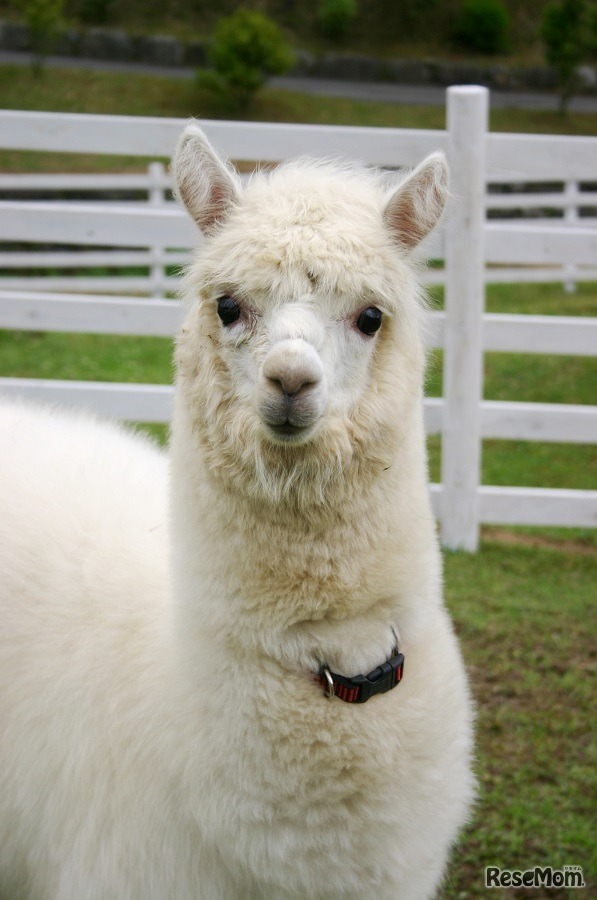 3月16日～5月7日の期間限定でアルパカとカピバラを展示（イメージ）