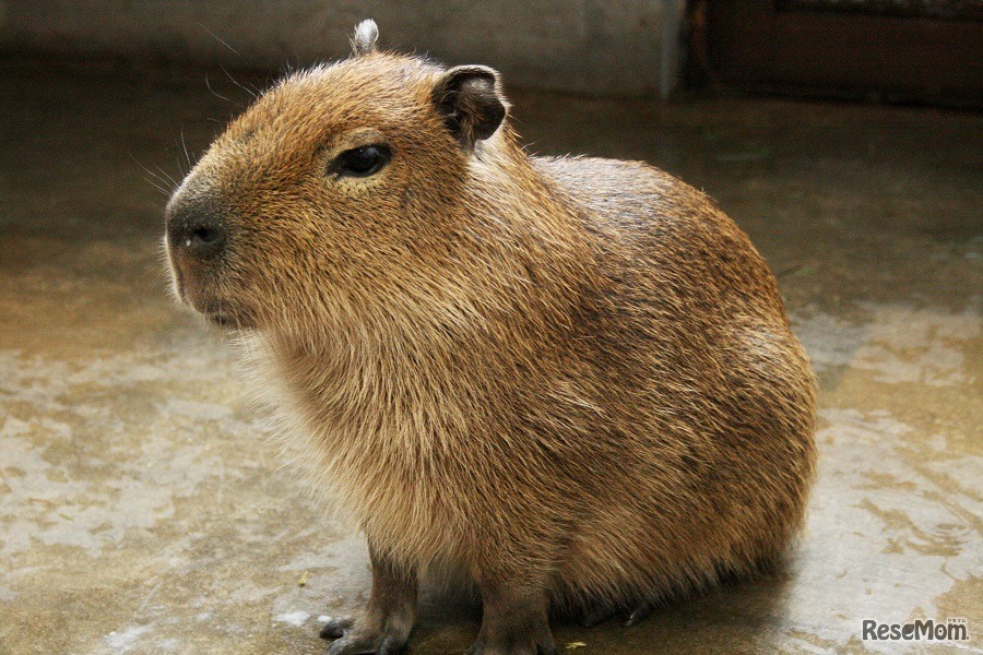 3月16日～5月7日の期間限定でアルパカとカピバラを展示（イメージ）