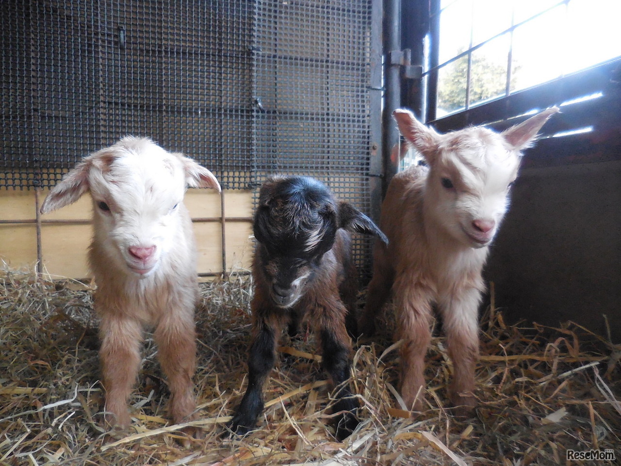 ヤギの三つ子の赤ちゃん（2017年3月4日撮影）　画像提供：埼玉県こども動物自然公園
