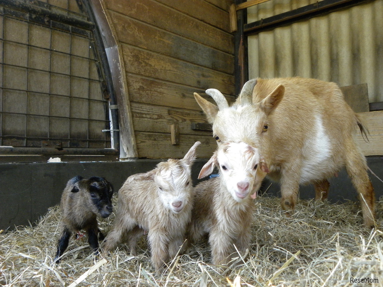 ヤギの三つ子の赤ちゃん（2017年3月4日撮影）　画像提供：埼玉県こども動物自然公園