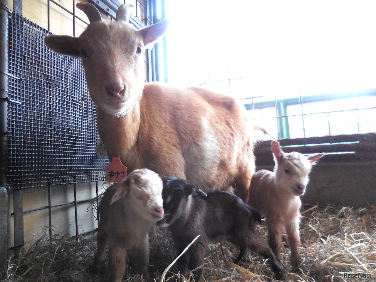 母親キナコと三つ子の赤ちゃん（2017年3月4日撮影）　画像提供：埼玉県こども動物自然公園