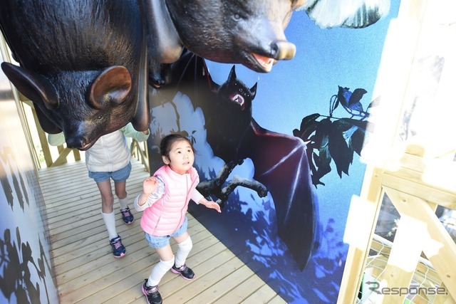 4階アブラコウモリ