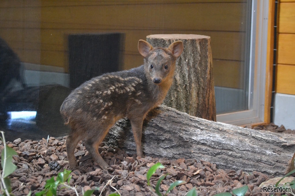 赤ちゃんプーズー（2017年3月26日撮影）　画像提供：埼玉県こども動物自然公園