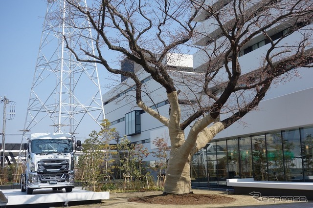 プラザに隣接する隣の建物の1回にはSAKURA Cafeという喫茶スペースがあり、今ならご覧の桜を愛でながら、コーヒーが飲める。