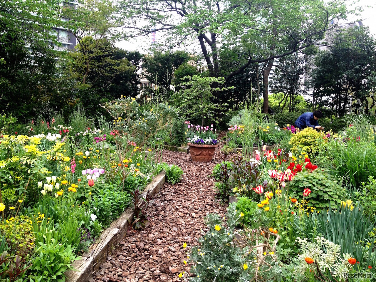 特別公開するルーフガーデン