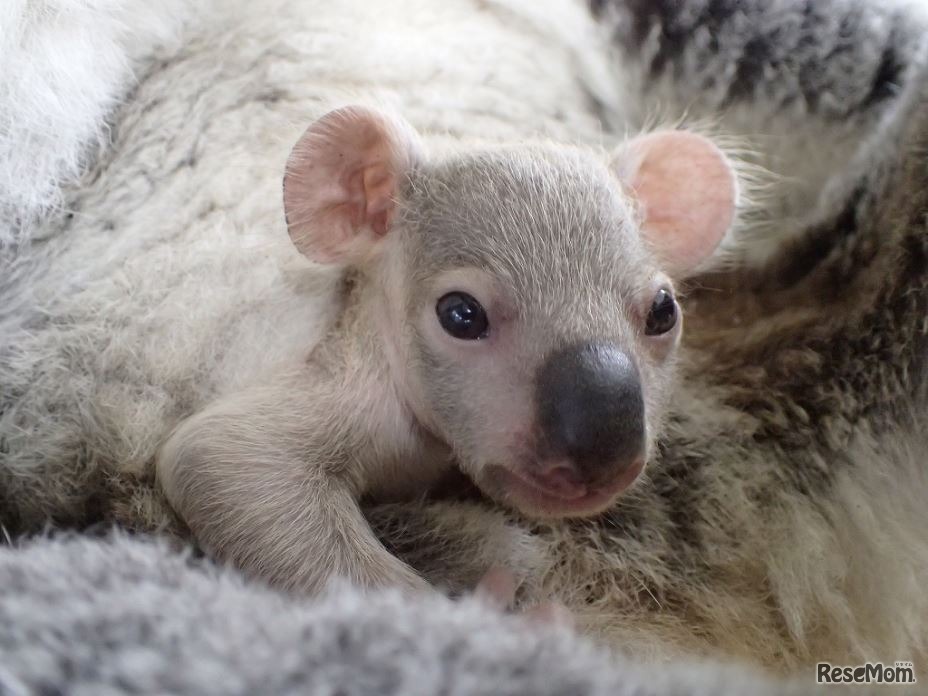 コアラの赤ちゃん（3月27日撮影）　画像提供：埼玉県こども動物自然公園