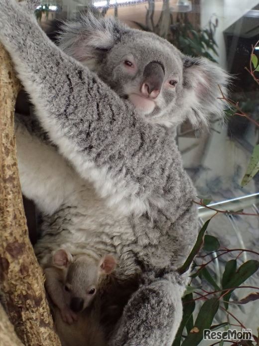 コアラの母親と赤ちゃん（3月27日撮影）　画像提供：埼玉県こども動物自然公園
