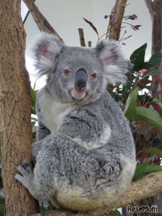 母親「ドリー」　画像提供：埼玉県こども動物自然公園