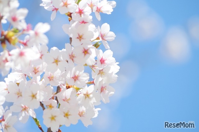 平成29年度灘中学校入学式、和田孫博校長の式辞を掲載する（画像はイメージ）