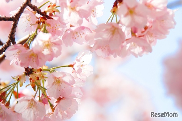 平成29年度女子学院中学校入学式　鵜崎創院長の式辞を全文掲載する