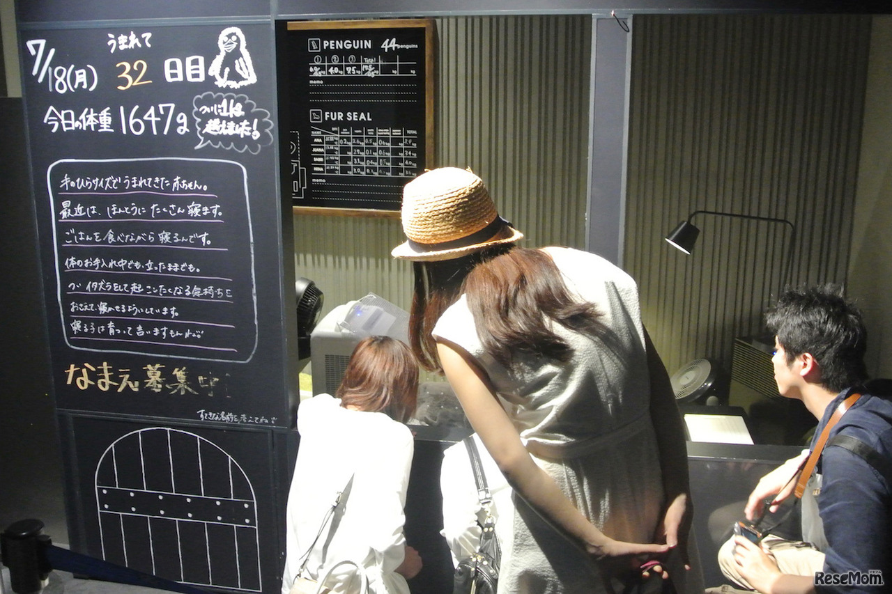 「ペンギンのゆりかご」2016年のようす