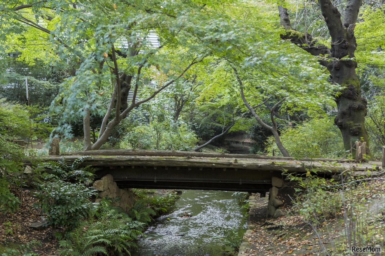 校内を流れる新緑のすすぎ川　画像提供：武蔵高等学校中学校