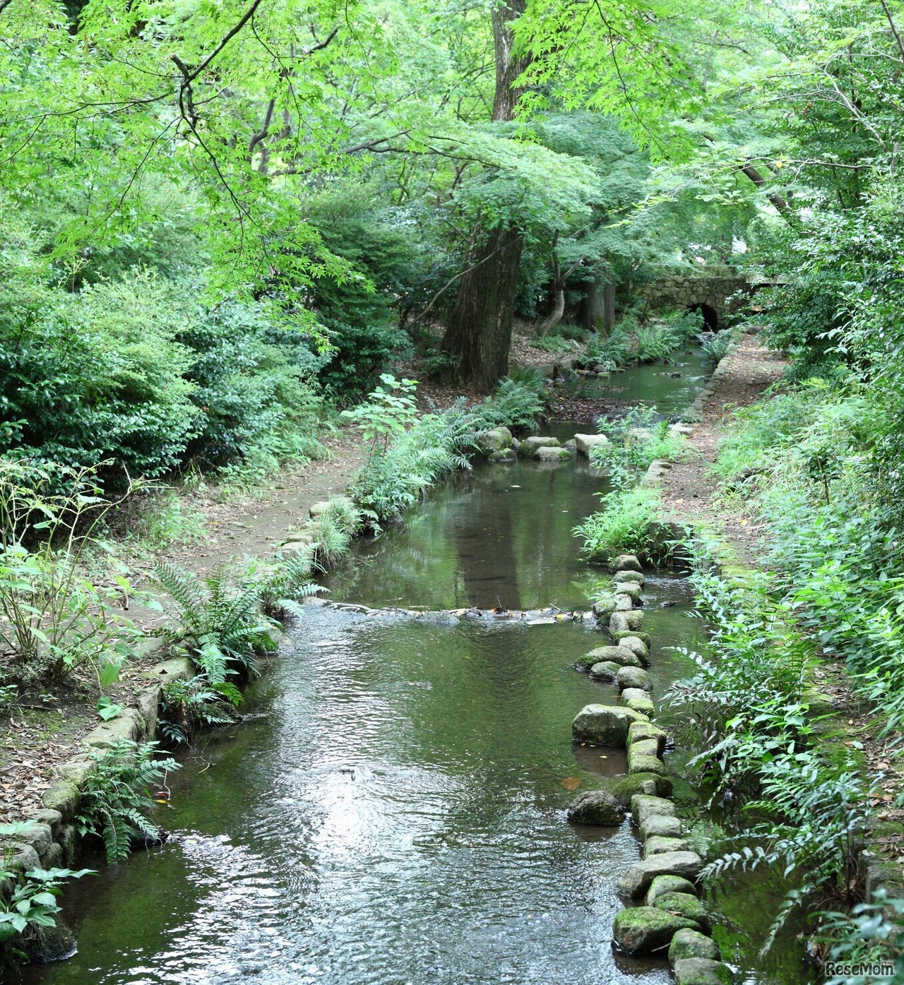 校内を流れる夏のすすぎ川　画像提供：武蔵高等学校中学校