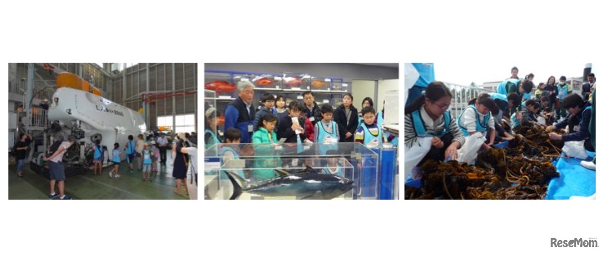 シーパラこども海育塾のようす