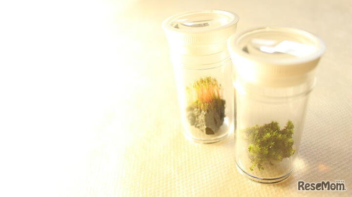 星野リゾート奥入瀬渓流ホテル「苔キッズ」参加プレゼントの「ミルビン」