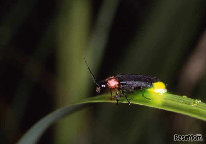 星野リゾート奥入瀬渓流ホテル「ホタル観賞会」