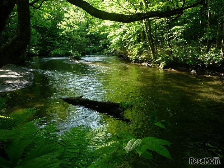星野リゾート奥入瀬渓流ホテル「渓流釣りツアー」