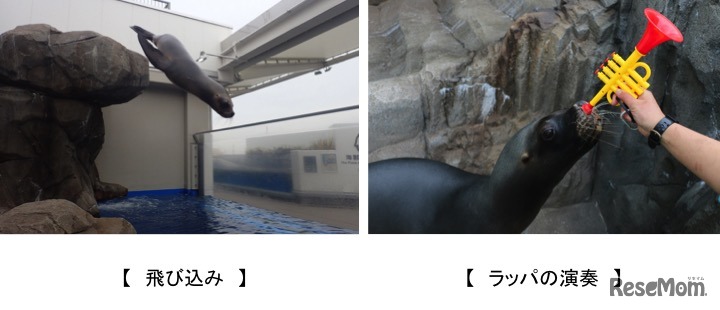 オタリアのパフォーマンス