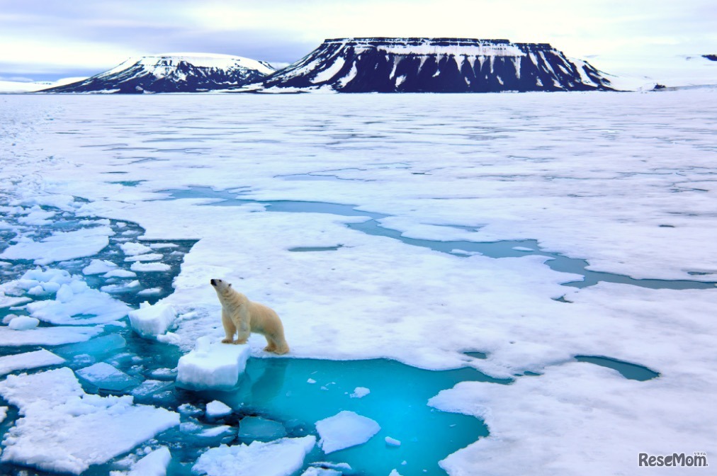 「南極＆北極展」イメージ