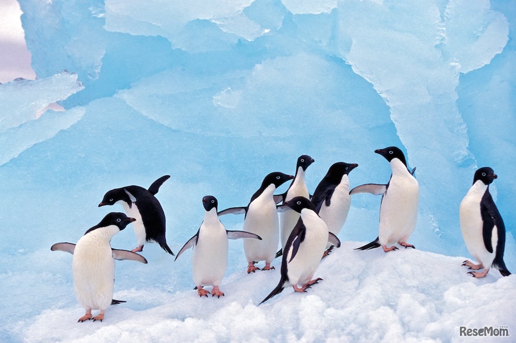 「南極＆北極展」イメージ