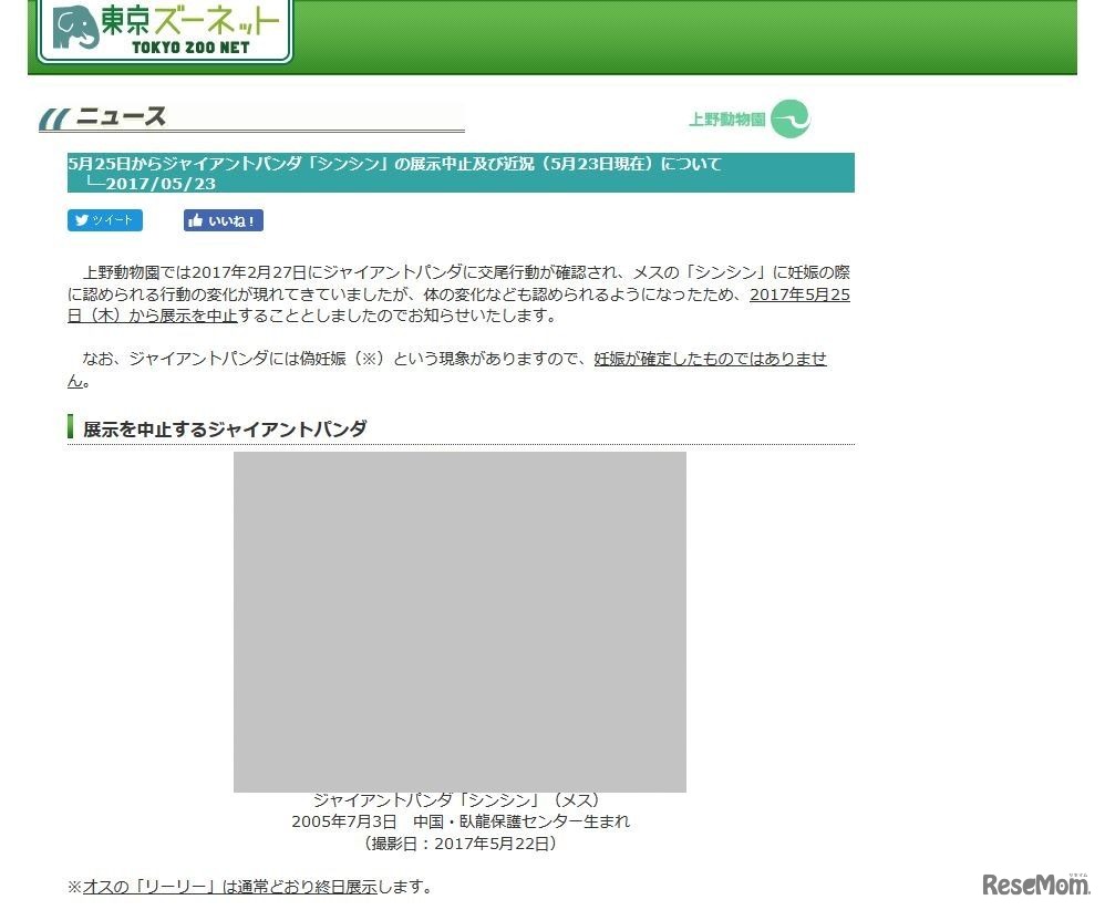 上野動物園　5/25- ジャイアントパンダ「シンシン」の展示を中止