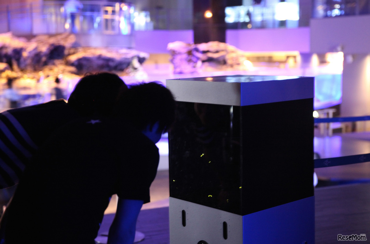 ホタルの展示風景（2016年開催時のようす）