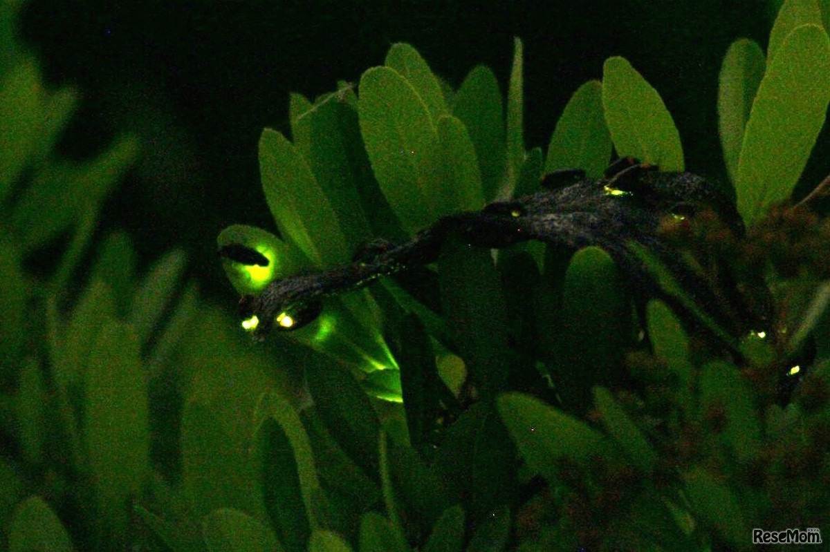 ヘイケボタルの発光