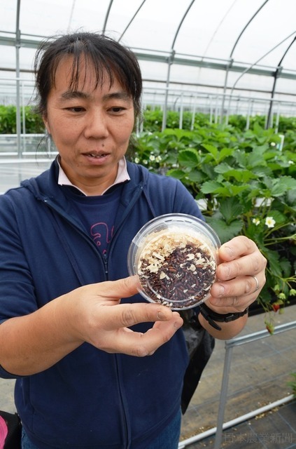 イチゴ授粉に期待の助っ人！ ミツバチ代わりの「ヒロズキンバエ」とは？