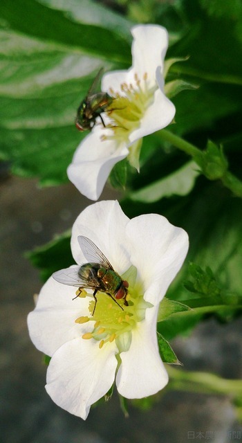 イチゴ授粉に期待の助っ人！ ミツバチ代わりの「ヒロズキンバエ」とは？