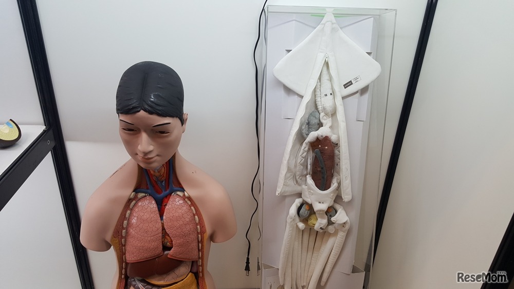 人体解剖模型とイカ解剖模型（ウチダ）