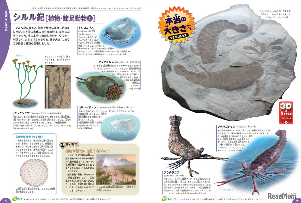 最新研究によって描かれたイラストを使用、化石の写真も豊富に掲載「本当の大きさ」がわかる写真も